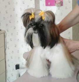 The Doggie Styles Grooming Salon